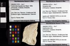 Foto (Objket + Etiketten) von Galatheoidea indet. 